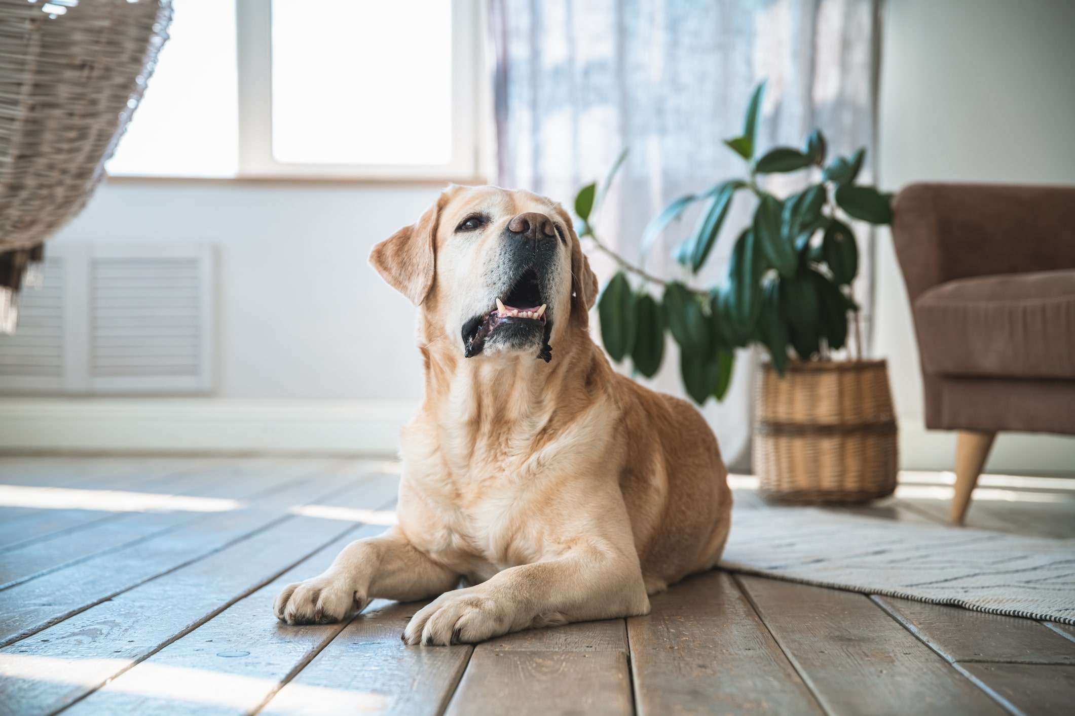 Crocchette per cani sterilizzati: gusto e salute in equilibrio