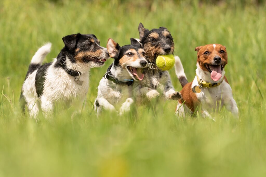 Vitamine naturali per cani, dal cucciolo all’anziano 