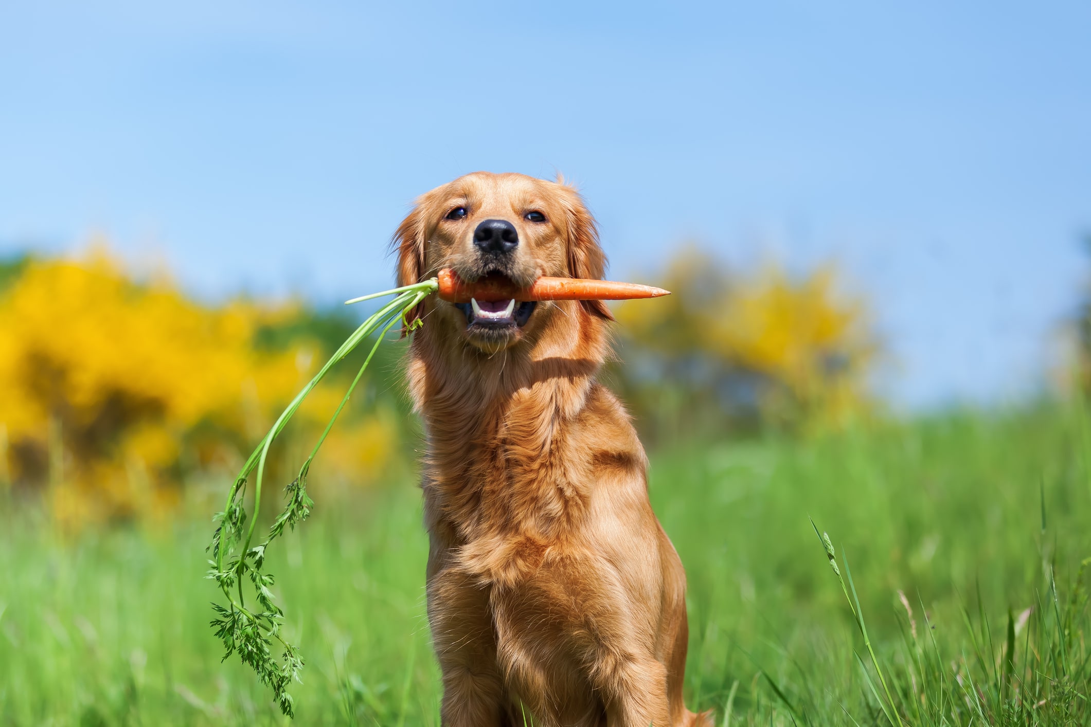 Quali sono le verdure adatte alla dieta dei cani?
