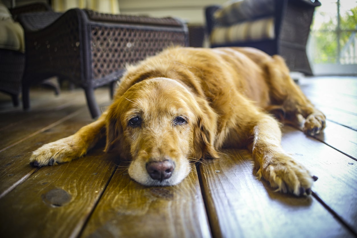 Crocchette per cani anziani: la salute e il gusto in una sola ciotola