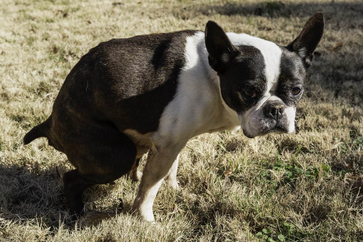 Stitichezza nel cane: cause, rimedi naturali e alimentazione 