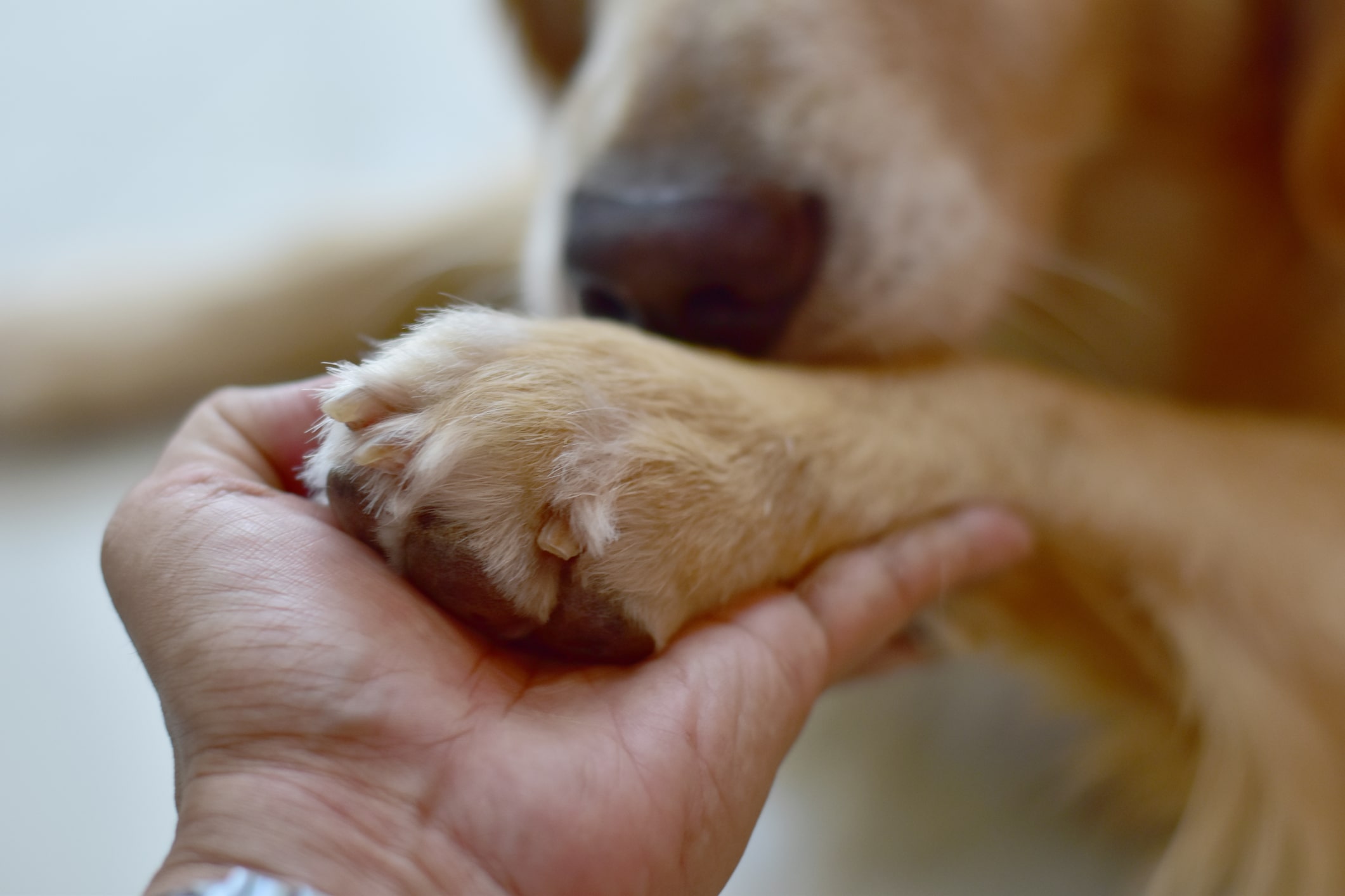 alimentazione-cane-con-problemi-articolari