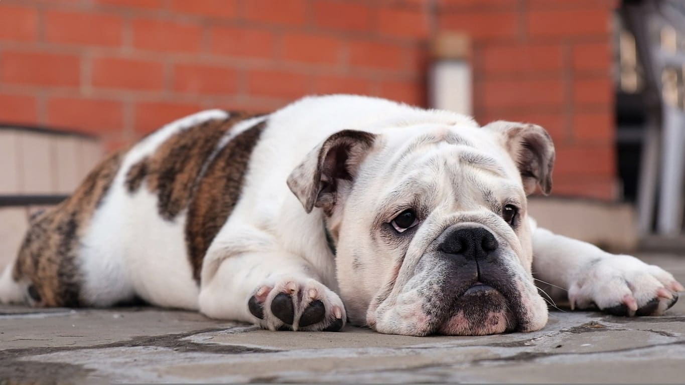 Problemi intestinali e digestione del cane