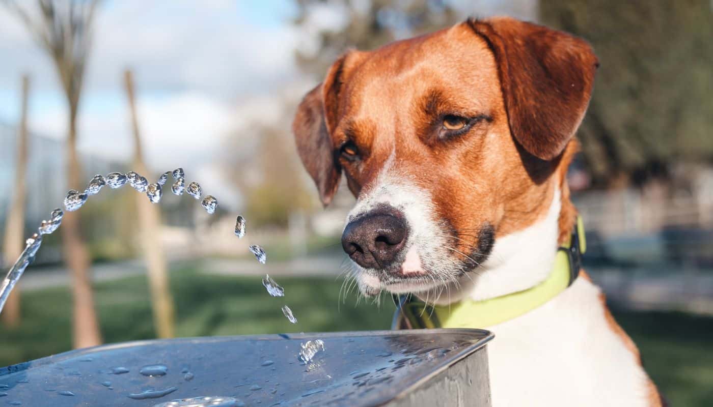 Insufficienza renale cane: cause e come rimediare con l’alimentazione